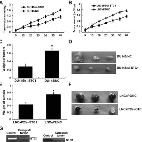 Tumor Formation In Nude Mice A And B The Tumor Volumes Of Nude Mice