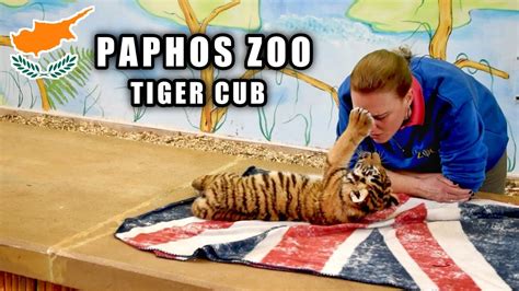 We Fed A Tiger Cub Paphos Zoo Youtube