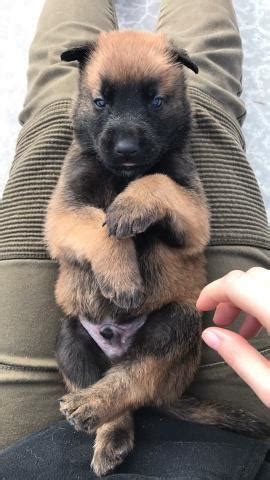 Chiot Male Berger Belge Malinois Lof Petite Annonce