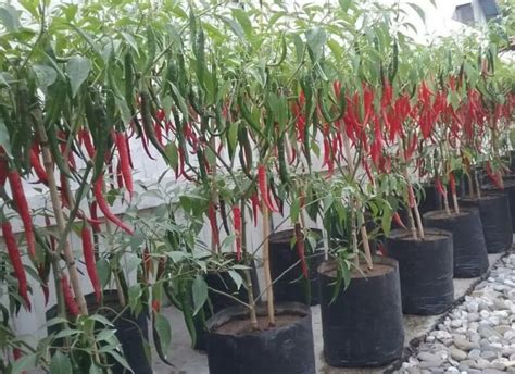 Cara Menanam Cabe Dalam Polybag Cabe Hidroponik Menanam Cabai Rawit