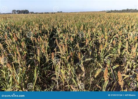 Mature Sorghum Field Stock Photo Image Of Feed Agricultural