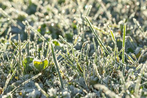 Frost On Grass