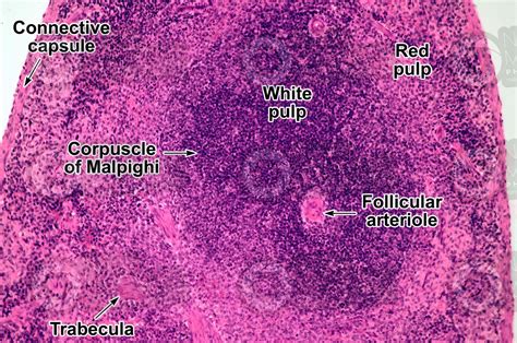 Mammal. Spleen. Transverse section. 125X - Mammals - Mammals ...