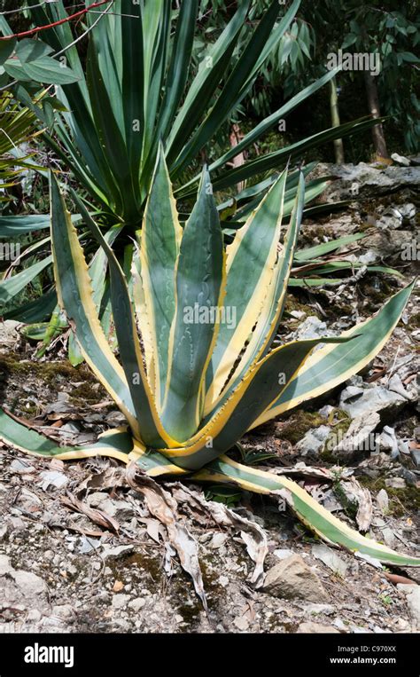 Agave Americana Variegata Stock Photo Alamy