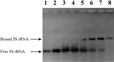 Figure 3 From The General Stress Protein Ctc Of Bacillus Subtilis Is A