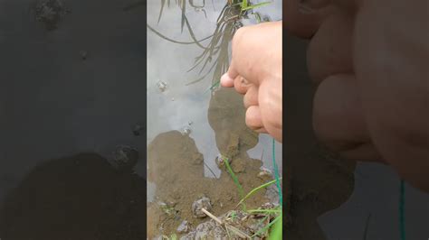 Baru Turun Udah Dapet Aja Belut Sawah Mancing Belut Mancingbelut