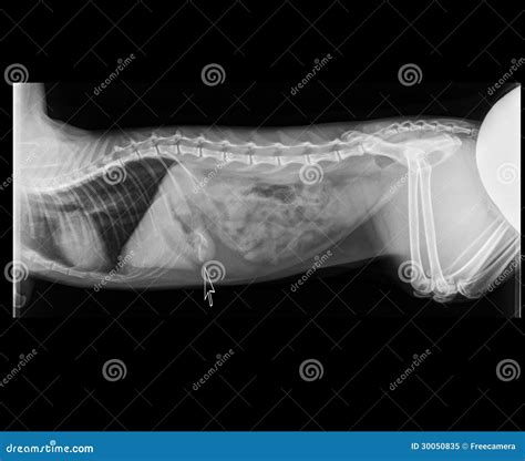 Cat Bowel Obstruction X Ray Royalty Free Stock Photo Image 30050835