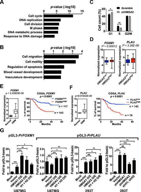 Hmga Facilitates The Expressions Of Foxm And Plau A Gene Ontology