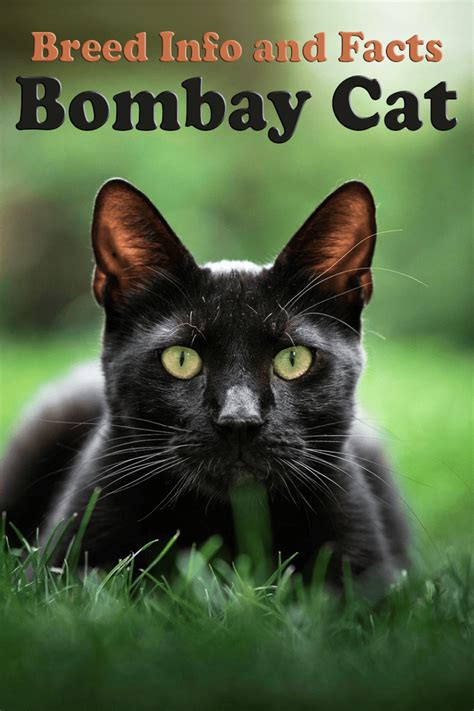 Breed Info And Facts Bombay Cat