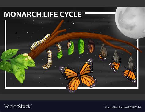 Monarch life cycle diagram Royalty Free Vector Image