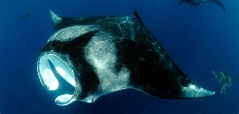 Manta Rays Size: How Huge They Can Get?