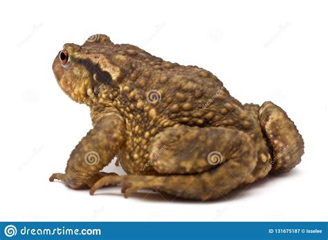 Crapaud Commun Bufo De Bufo Sur Le Fond Blanc Image Stock Image Du