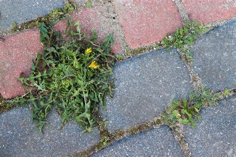 Wyjmij Z Szafki Pokrusz I Rozsyp Na Kostce Brukowej Po Kilku