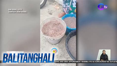 Timba Timbang Alamang Nakuha Ng Mga Residente Sa Mababaw Na Bahagi Ng