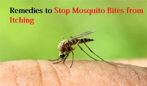 How To Stop Mosquito Bites From Itching