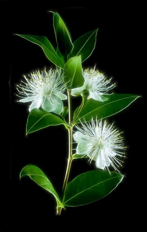 Pin By Christiane Ghanem On Petals Pods Portraiture On Black