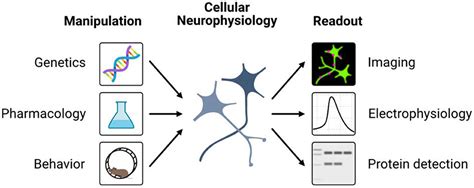 Frontiers Editorial Methods And Applications In Cellular Neurophysiology