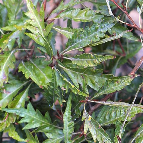 Geschlitztblättrige Buche Fagus sylvatica Asplenifolia