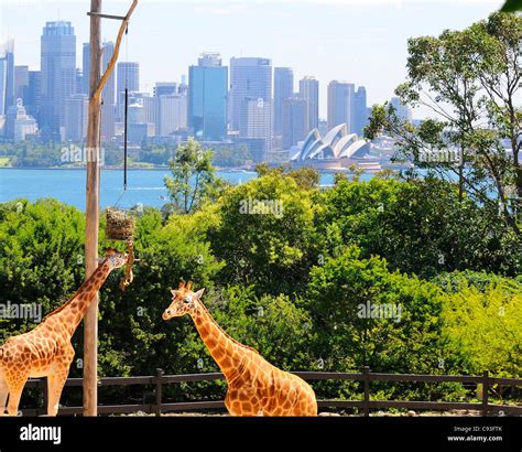 Giraffe's in their enclosure at Taronga Zoo on the shores of Sydney ...