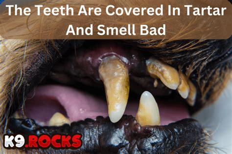 20 Pictures Demonstrating Serious Dog Teeth Problems - K9 Rocks