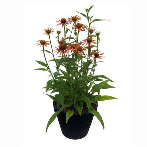 Echinacea Moodz Joy Spring Summer Perennials