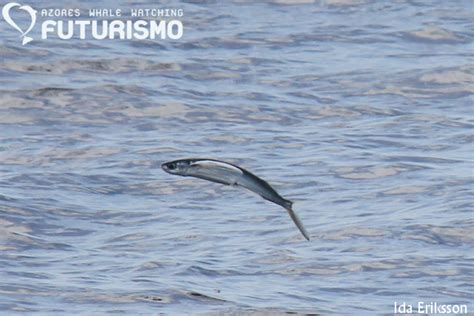 Flying Fish Fact Sheet Azores Whales