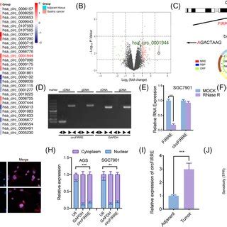 A Hsa Circ 0001944 Overexpressed In Gastric Cancer Tissues A B