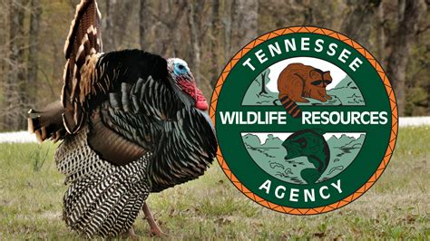 Twra Wants You For Wild Turkey Observation Survey Thunder Radio