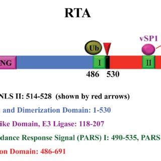 PDF Reactivation And Lytic Replication Of KSHV