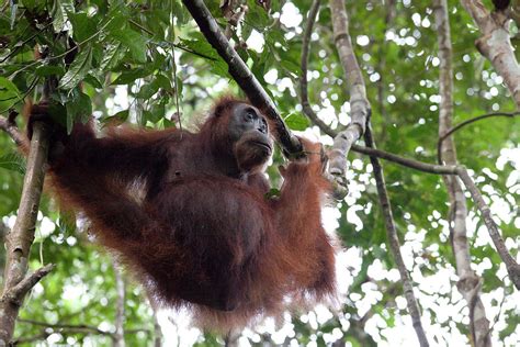 Orang Utan At The Gunung Leuser National Park Near Bukit Lawang Island