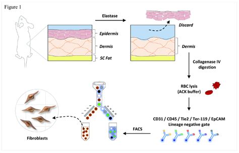 Murine Dermal Fibroblast Isolation By Facs Scientific Article Protocol