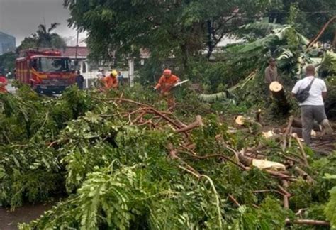 Diterpa Hujan Dan Angin Di Surabaya Membuat Belasan Pohon Tumbang