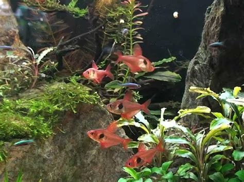 Red Phantom Tetra Essentials: Appearance, Care, & Breeding