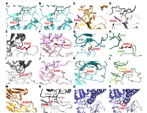 Figure 1 From Comprehensive Deep Mutational Scanning Reveals The Immune