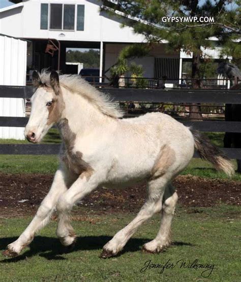 Gypsy Vanner Horses for Sale | Filly | Buckskin and White | Cassidy