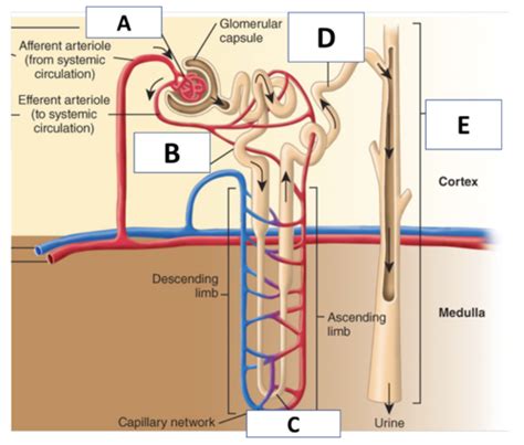 Anatomy Renal Study Guide Flashcards Quizlet