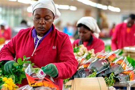 Kenya And Dutch Go Paperless In Verifying Horticultural Exports