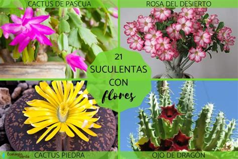 Suculentas Con Flores Nombres Caracter Sticas Y Fotos