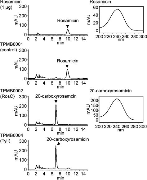 Figure From Cytochrome P Enzyme Rosc Catalyzes A Multistep