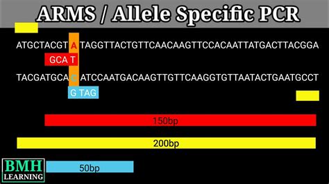 Allele Specific PCR ARMS PCR YouTube