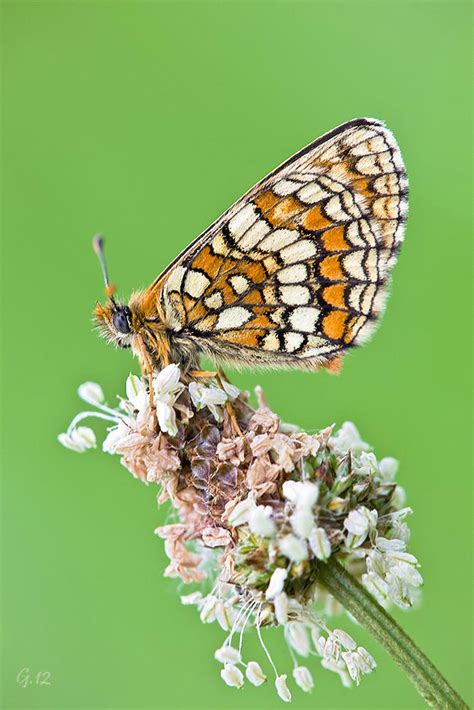 Melitaea Parthenoides De Jose Alvarez G Ndara Fotored Es