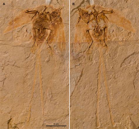 Species New To Science Paleoornithology Junornis Houi