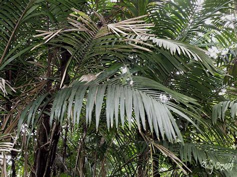 Bactris Coloniata Y Bactris Concinna Fotos