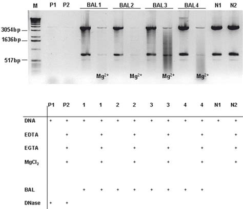 Digestion Of Restricted Plasmid Dna Pegfp N Generated By Restriction