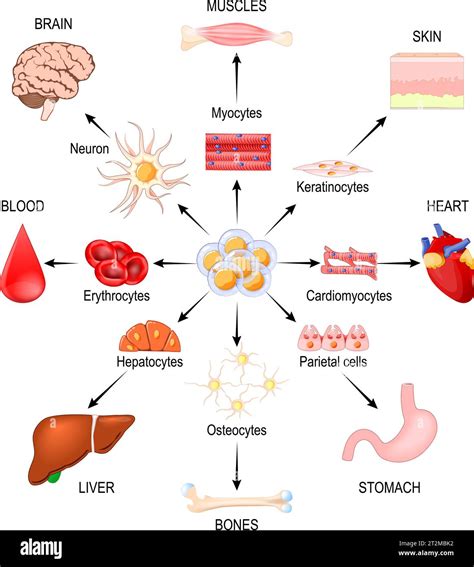 Stem Cells Regenerative Medicine Using Stem Cells To Treat Disease Vector Illustration Stock