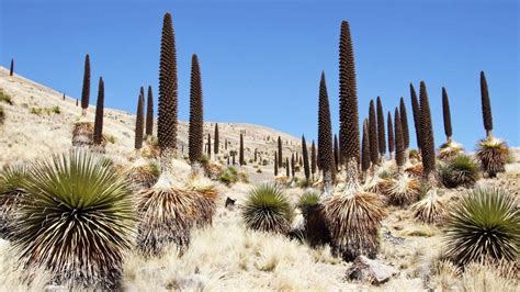 Puya Raimondii Caracter Sticas H Bitat Y Usos De La Planta Que