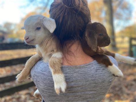 Baby Goat Snuggles — 901Goats from Walkapony Goat Ranch