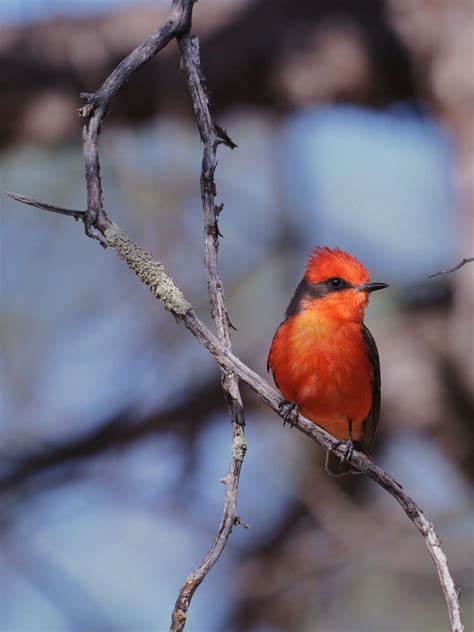 Greg Lasley 2023 Photography Contest Winners Revealed Travis Audubon