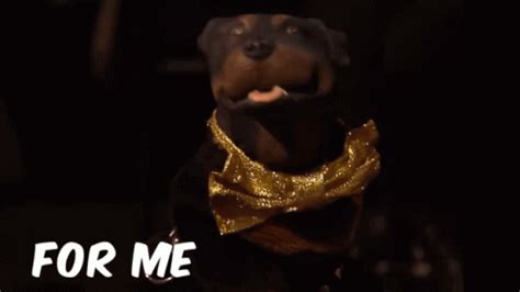 Triumph Triumphinsultcomicdog GIF – Triumph Triumphinsultcomicdog ...