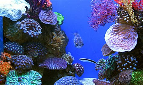 Coral Reef Screensavers & Wallpaper - WallpaperSafari